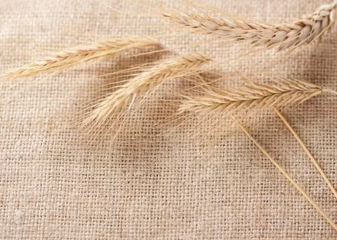 Wheat ears border on burlap background Stock Photos