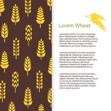 Wheat ears bread banner template. Grains flyer design Stock Illustration