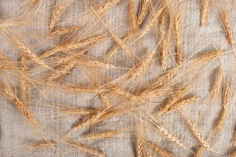 Wheat ears on burlap background Stock Photos