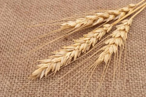 Wheat ears on burlap background Stock Photos