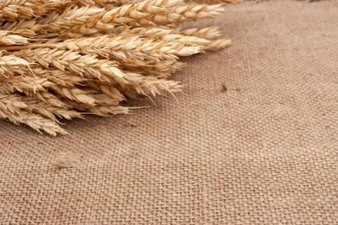 Wheat ears on burlap background Stock Photos