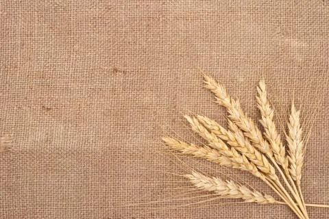 Wheat ears on burlap background Stock Photos