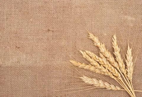 Wheat ears on burlap background Stock Photos
