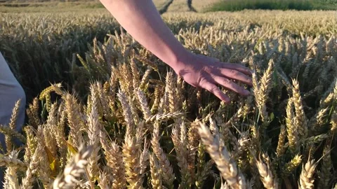 Wheat ears close-up against the background of the setting sun, blue sky and Stock Footage 202317736