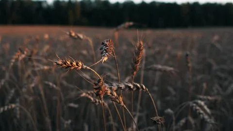 Wheat ears close background Stock Photos
