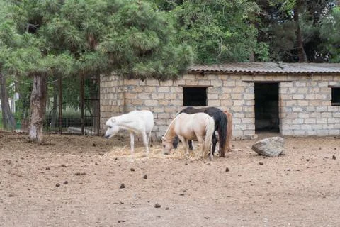 Wheat ears close-up, background, texture Stock Photos