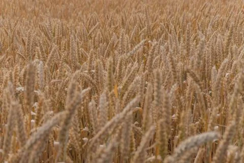 Wheat ears close-up, background, texture Stock Photos