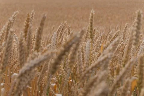 Wheat ears close-up, background, texture Stock Photos