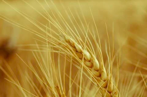 Wheat ears close-up on a blurred background of golden wheat ears Stock Photos