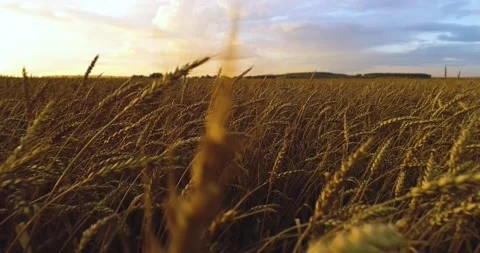 Wheat ears close up. The camera moves through an ear of wheat across a wheat Stock Footage 138556841