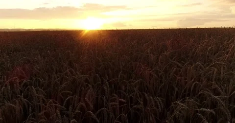 Wheat ears close up. The camera moves through an ear of wheat across a wheat Stock Footage 138557198