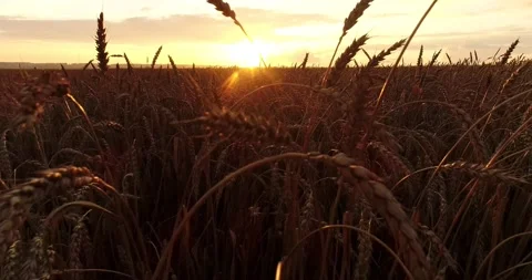 Wheat ears close up. The camera moves through an ear of wheat across a wheat Stock Footage 138557724