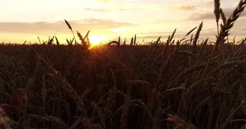 Wheat ears close up. The camera moves through an ear of wheat across a wheat Stock Footage 138558793