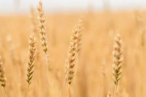 Wheat ears close-up in the field Stock Photos