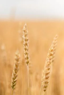 Wheat ears close-up in the field Stock Photos