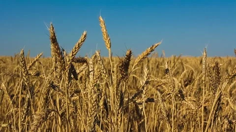 Wheat ears close-up Stock Footage 40619575