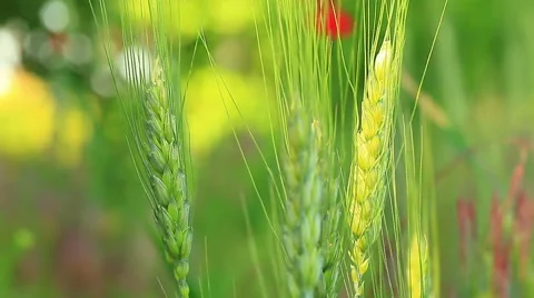 Wheat ears close-up Stock Footage 52925436