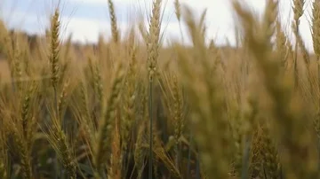 Wheat ears close-up Stock Footage 86101192