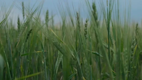 Wheat ears close-up Stock Footage 136654576