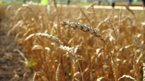 Wheat ears close up Video stock 160408222