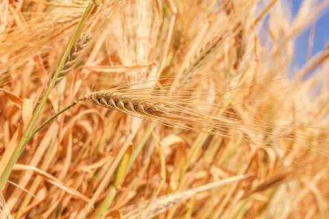 Wheat ears close-up 库存照片