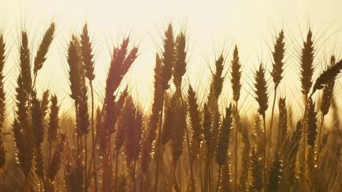 Wheat ears close-up Stock Photos