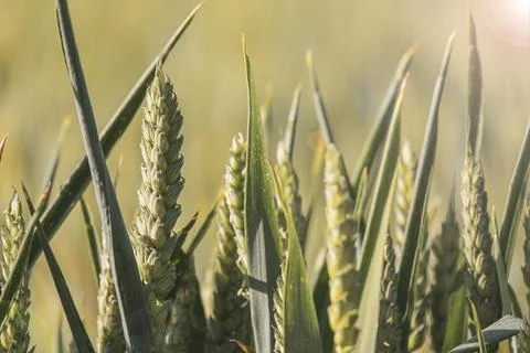 Wheat ears close up. Stock Photos