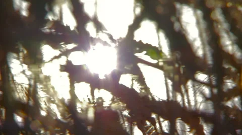 Wheat ears close-up swaying on the background of sunset sky. Real time. Stock Footage 65266427