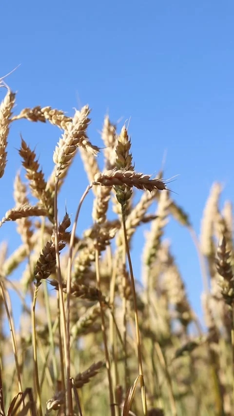 Wheat ears close-up. Wheat field. Ears against blue sky Stock Footage 312921956