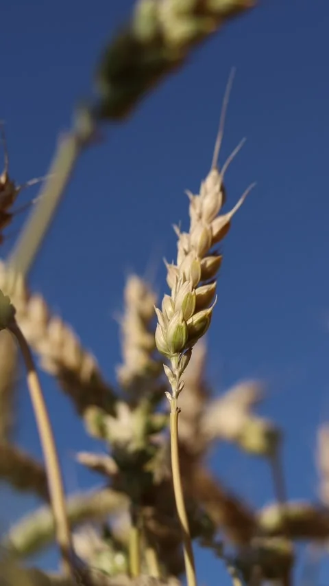 Wheat ears close-up. Wheat field. Ears against blue sky Stock Footage 312922180