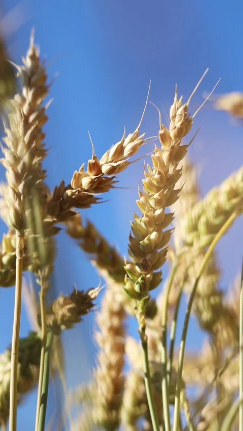 Wheat ears close-up. Wheat field. Ears against blue sky Stock Footage 312922237