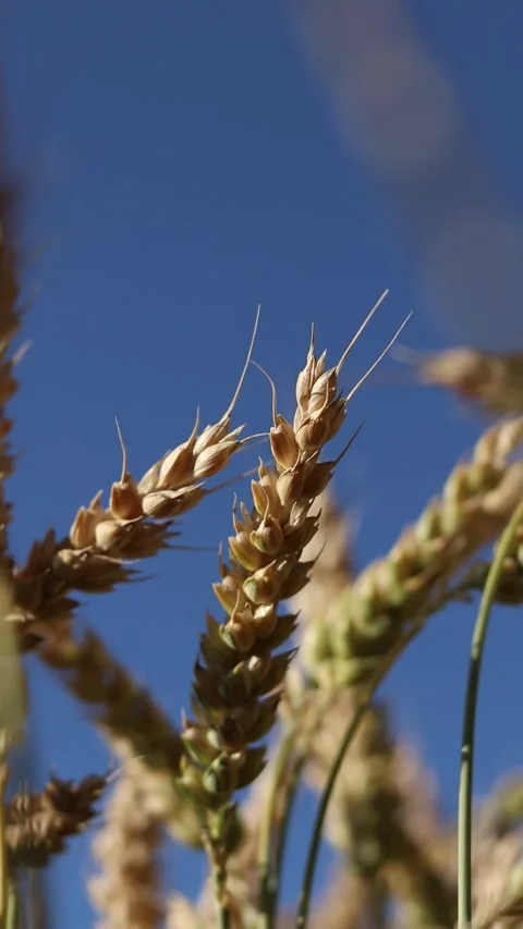 Wheat ears close-up. Wheat field. Ears against blue sky Stock Footage 312922260