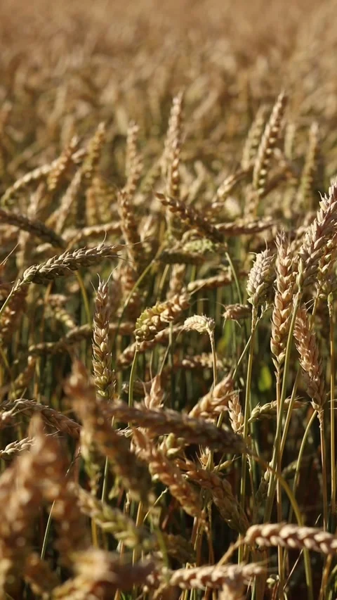 Wheat ears close-up. Wheat field Stock Footage 312926327