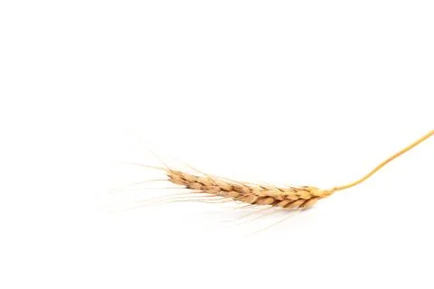 Wheat ears close up on white background - Image Stock Photos