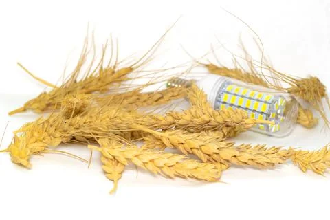 Wheat ears collection set isolated with led lamp on white background Stock Photos