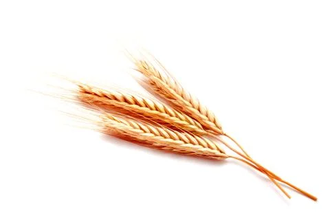 Wheat ears corn isolated on a white background Stock Photos