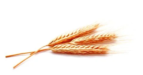 Wheat ears corn isolated on a white background Stock Photos
