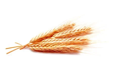 Wheat ears corn isolated on a white background Stock Photos