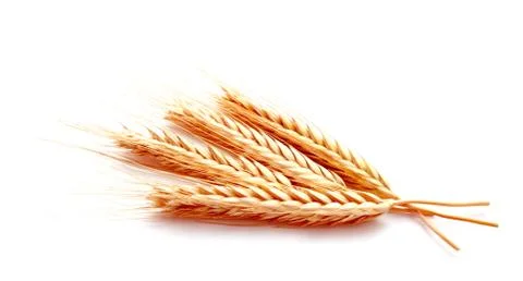 Wheat ears corn isolated on a white background Stock Photos