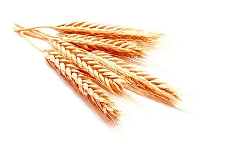 Wheat ears corn isolated on a white background Stock Photos