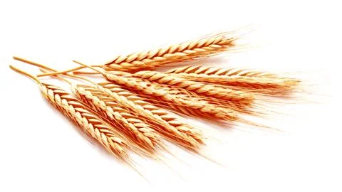 Wheat ears corn isolated on a white background Stock-Fotos