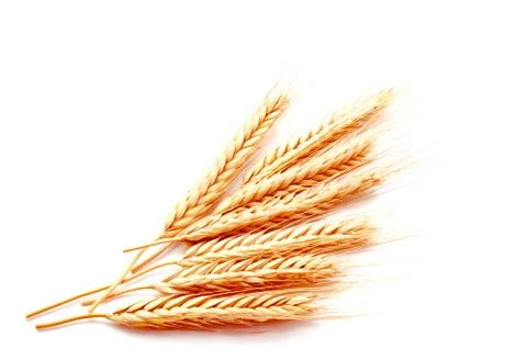Wheat ears corn isolated on a white background Foto stock