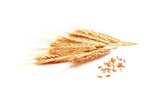 Wheat ears corn isolated on a white background Stock Photos