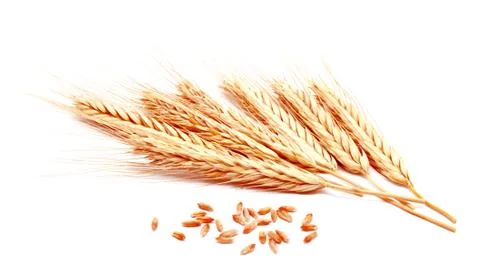 Wheat ears corn isolated on a white background Stock Photos