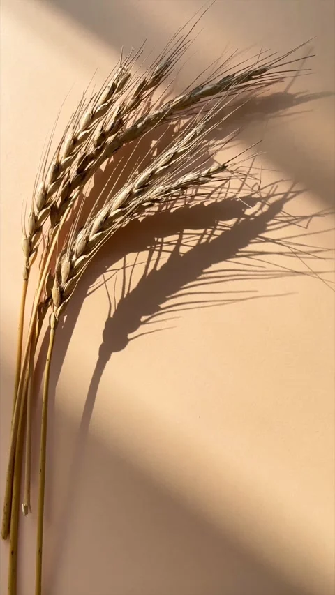 Wheat ears on cream background with shadows. Vertical video 4k. Stock Footage 241937247