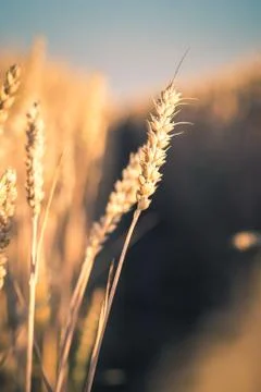 Wheat ears in evening sunset light. Natural light back lit. Beautiful sun flares Stock Photos