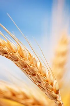 Wheat ears in the farm Stock Photos