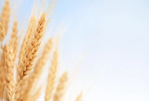 Wheat ears in the farm Stock Photos