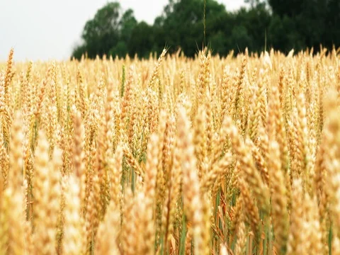 Wheat ears field against the background of forest dolly slider shot 4k DCI UHDTV Stock Footage 77435954