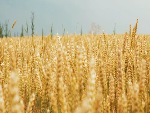 Wheat ears field against the background of blue sky. Shot filmed in 4k DCI UHDTV Stock Footage 77436159